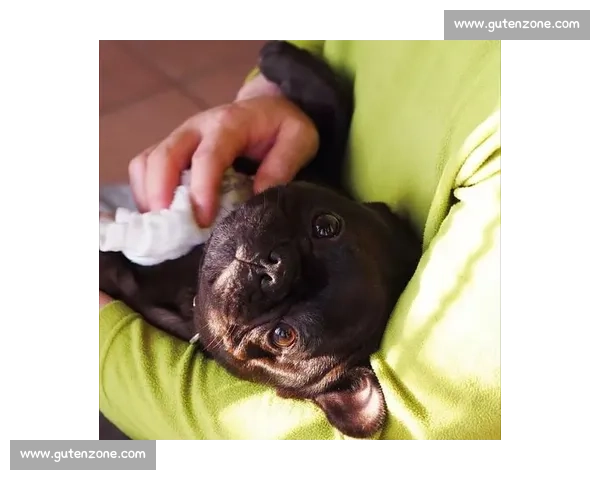 赛法斗：踢击独尊的优雅格斗艺术